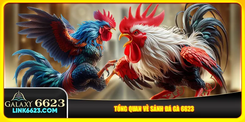 Tổng quan về sảnh đá gà 6623 Tổng quan về sảnh đá gà 6623